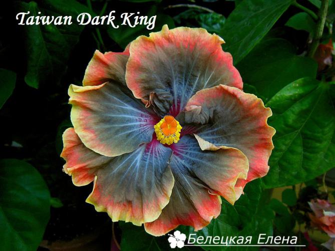 Гибискус Taiwan dark king