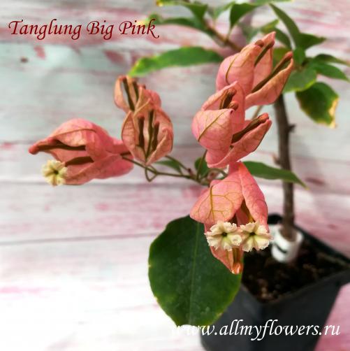  Бугенвиллия Tanglung big pink, All My Flowers, bougainvillea  Tanglung big pink